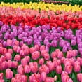 thumbnail image 1 of Garden State Bulb Darwin Hybrid Festival Mix Tulip Flower Bulbs, 12/+ cm (Bag of 250), 1 of 7