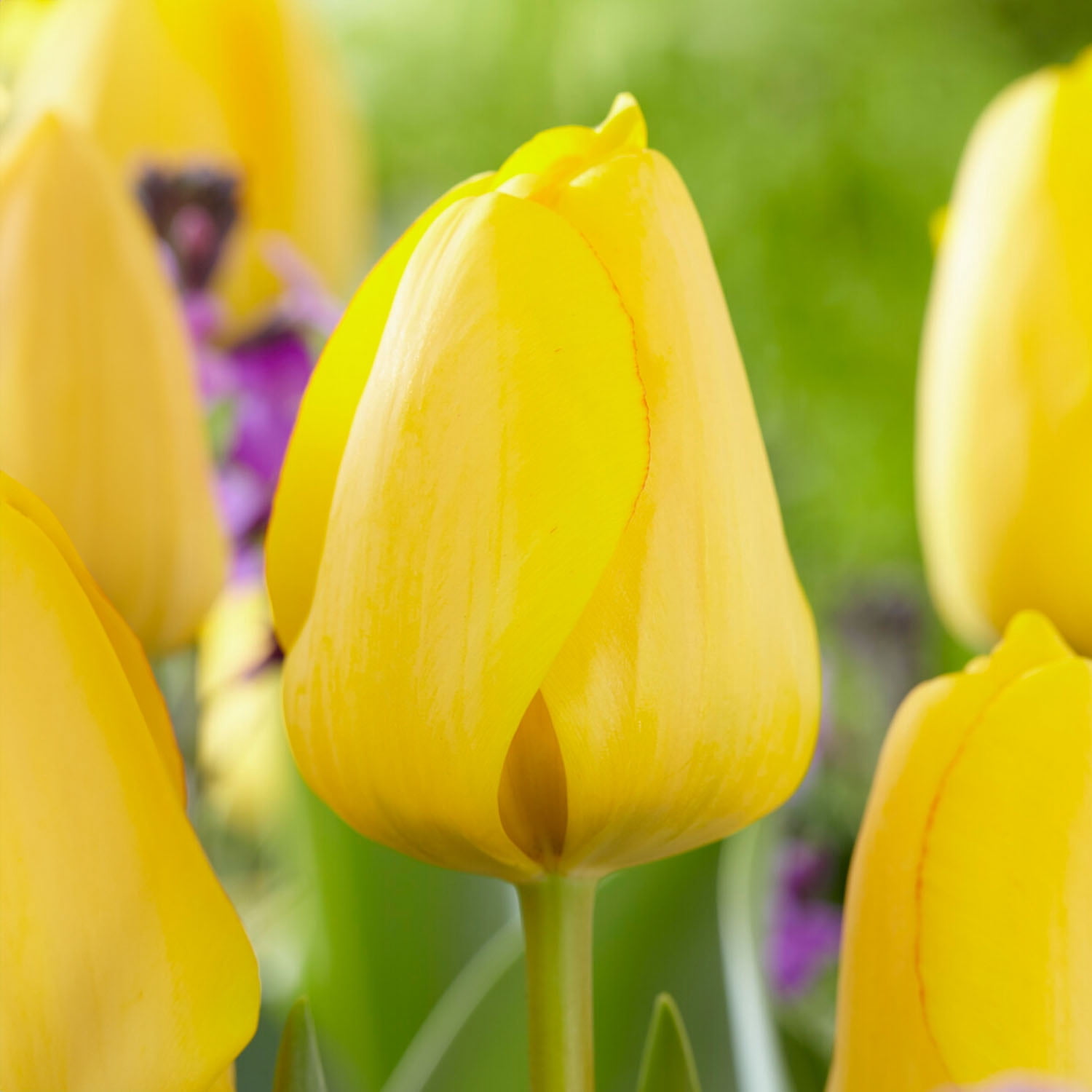 Garden State Bulb Darwin Hybrid Golden Apeldoorn Tulip Flower Bulbs, 12/+ cm (Bag of 250)