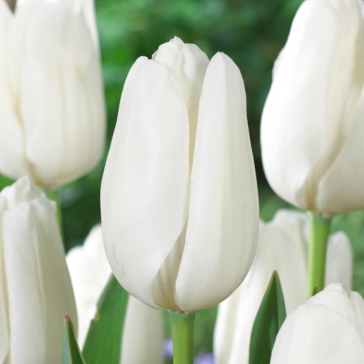 Garden State Bulb Darwin Hybrid Hakuun Tulip Flower Bulbs, 12/+ cm (Bag of 25)