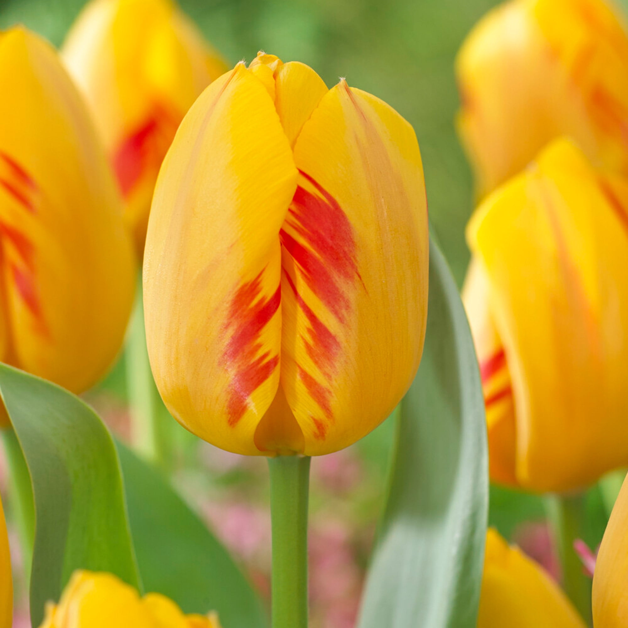 Garden State Bulb Darwin Hybrid Olympic Flame Tulip Flower Bulbs, 12/+ cm (Bag of 100)