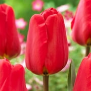 Garden State Bulb Darwin Hybrid Red Apeldoorn Tulip Flower Bulbs, 12/+ cm (Bag of 25)