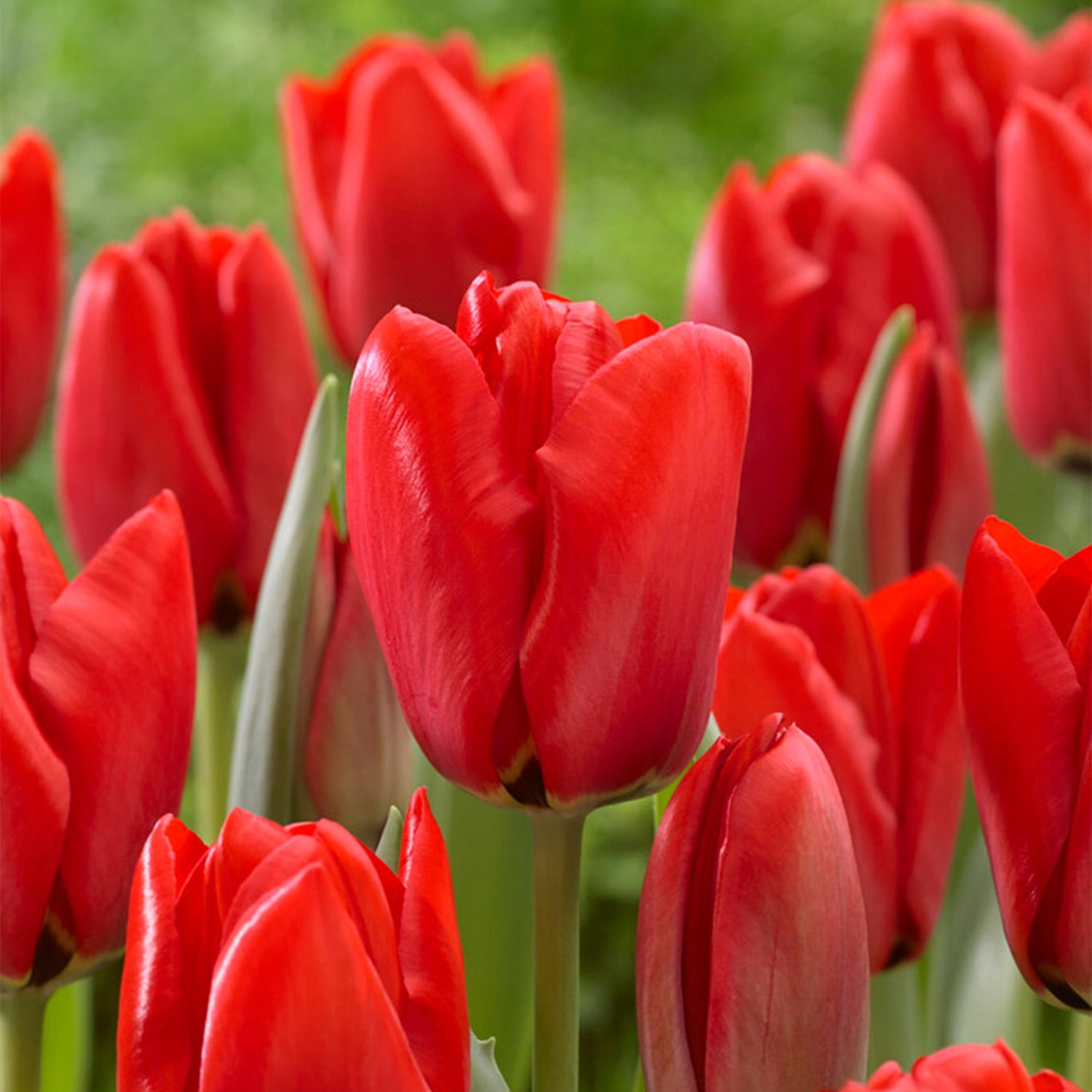 Garden State Bulb Darwin Hybrid Red Impression Tulip Bulbs, 12/+ cm (Bag of 25)