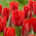 thumbnail image 1 of Garden State Bulb Darwin Hybrid Red Impression Tulip Bulbs, 12/+ cm (Bag of 50), 1 of 8