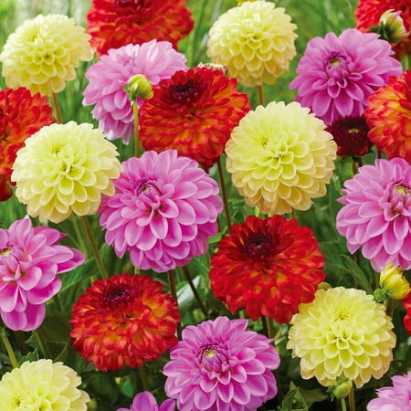 Garden State Bulb Multicolor Decorative Mix Dahlia Flower Bulbs, Spring Planting (Bag of 4)