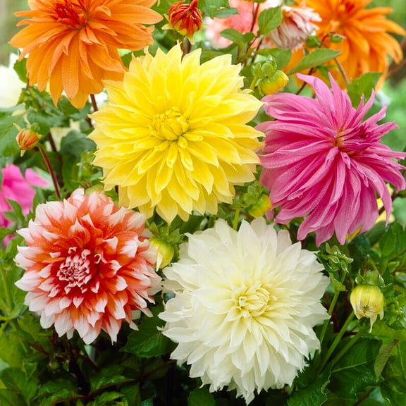 Garden State Bulb Multicolor Dinnerplate Dahlia Mixed Flower Bulbs, Spring Planting (Bag of 4)