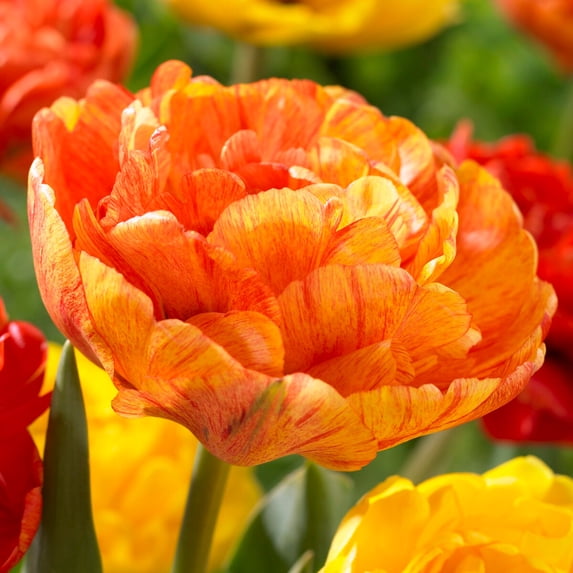 Garden State Bulb Double Late Sunlover Tulip Flower Bulbs, 12/+ cm (Bag of 250)