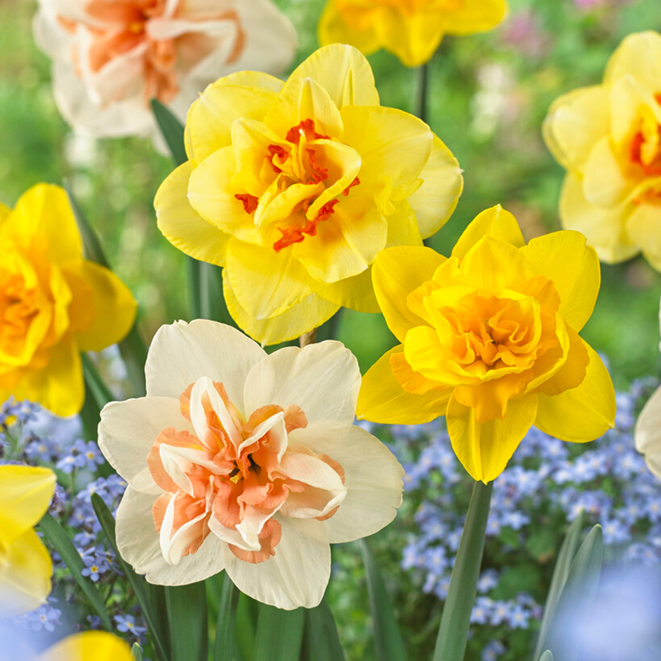 Gigantic Star Daffodil, Holland Bulb Farms