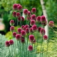 thumbnail image 1 of Garden State Bulb Drumsticks Allium Flower Bulbs, 6/+ cm (Bag of 100), 1 of 8