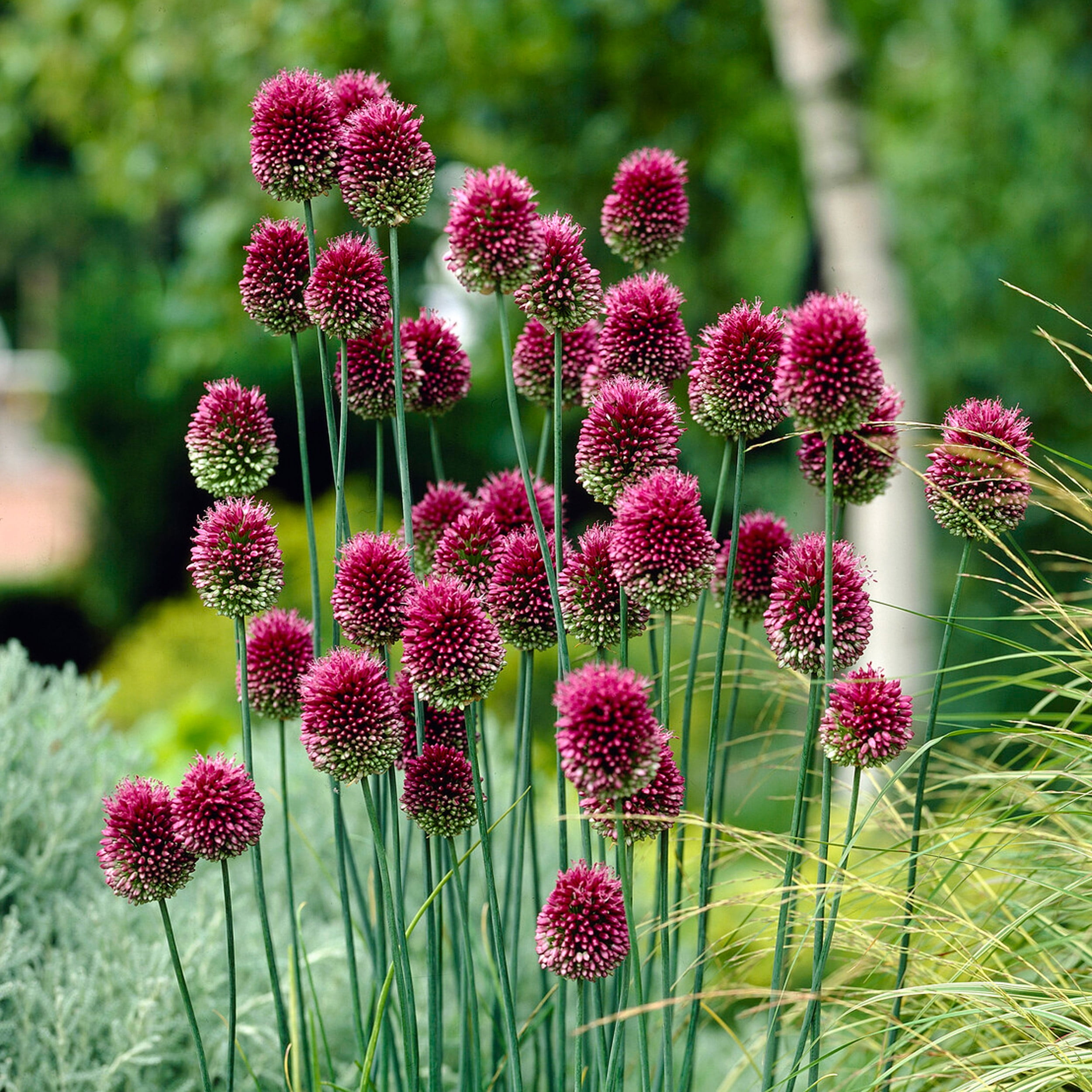 Garden State Bulb Drumsticks Allium Flower Bulbs, 6/+ cm (Bag of 25)