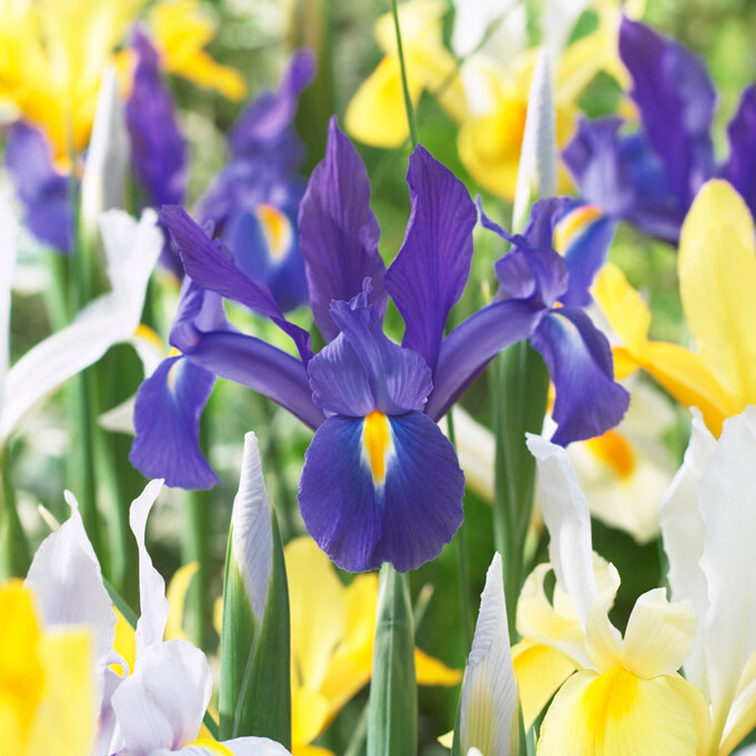 Garden State Bulb Dutch Iris Hollandica Mixed Flower Bulbs, 8/9cm (Bag of 100)