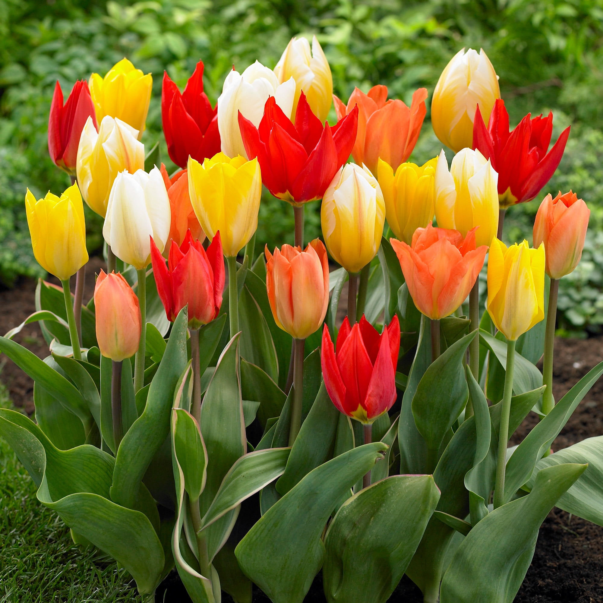 Garden State Bulb Fosteriana Emperor Mix Multicolor Tulip Flower Bulbs, 12/+ cm (Bag of 50)