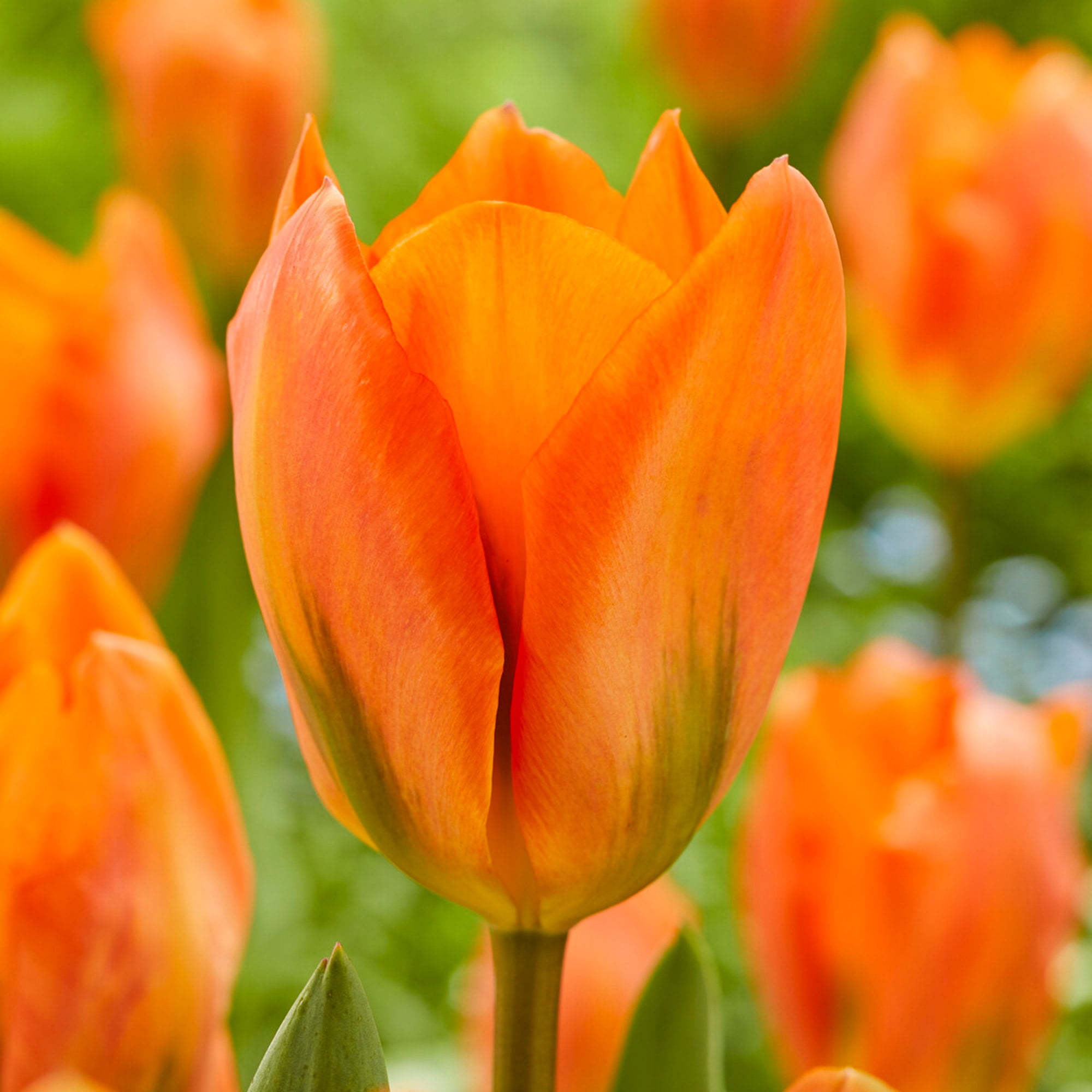 Garden State Bulb Fosteriana Orange Emperor Tulip Flower Bulbs, 12/+ cm (Bag of 50)