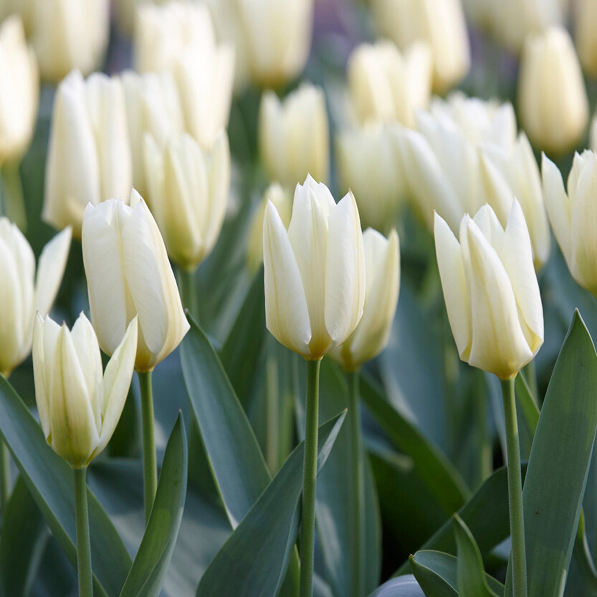 Garden State Bulb Fosteriana White Emperor Tulip Flower Bulbs, 12/+ cm (Bag of 100)