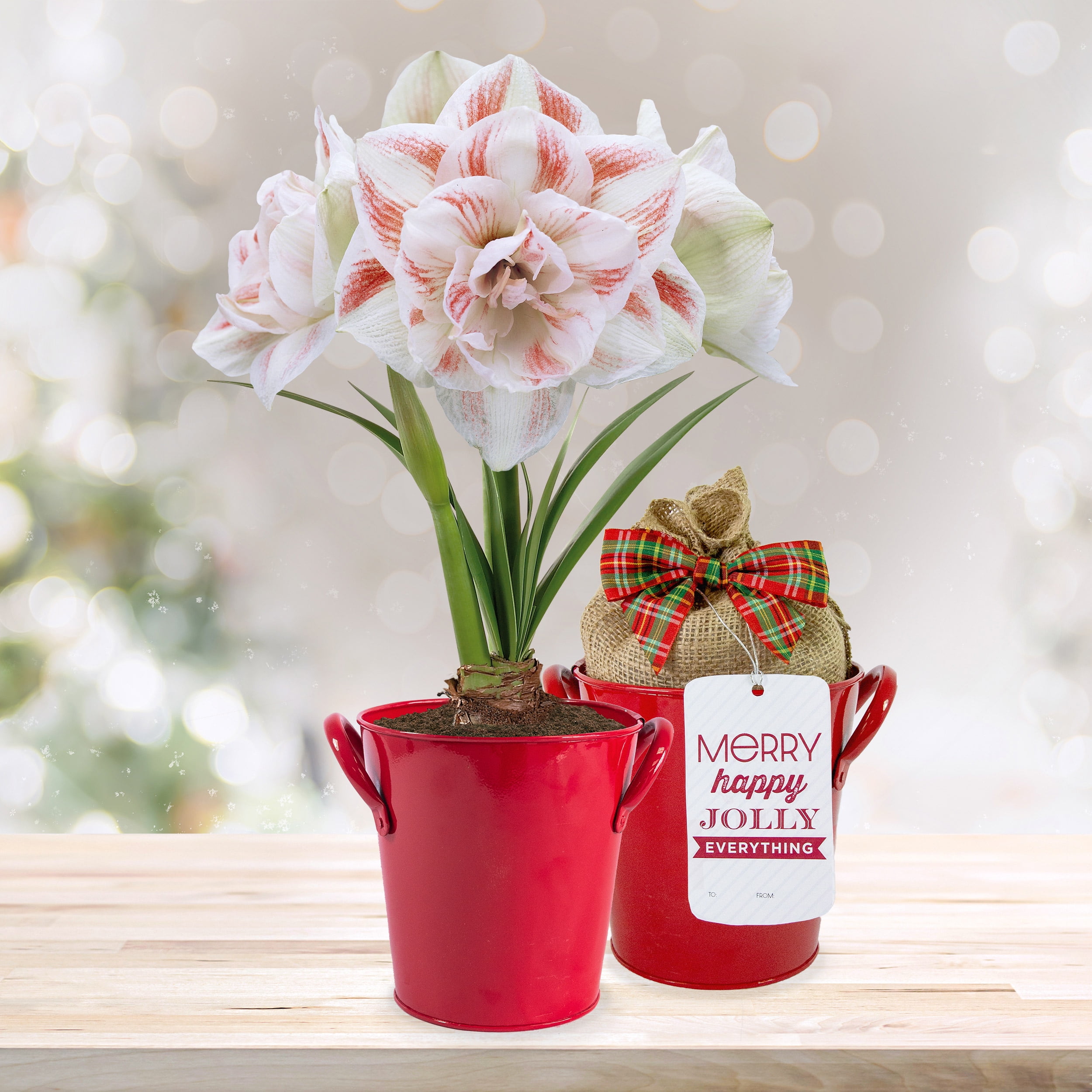 Garden State Bulb Galaxy Nymph Double Amaryllis Bulb Gift Kit (Red