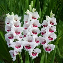 Garden State Bulb Fiorentina Gladiolus Flower Bulbs, 12/14cm, Spring Planting (Bag of 30)