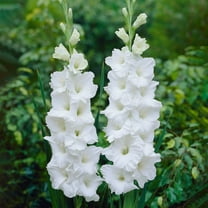 Garden State Bulb White Polar Bear Gladiolus Flower Bulbs, 12/14cm, Spring Planting (Bag of 30)
