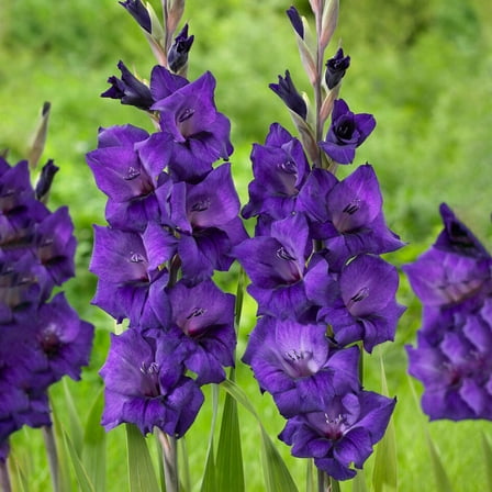 Garden State Bulb Purple Flora Gladiolus Flower Bulbs, 12/14cm, Spring Planting (Bag of 30)