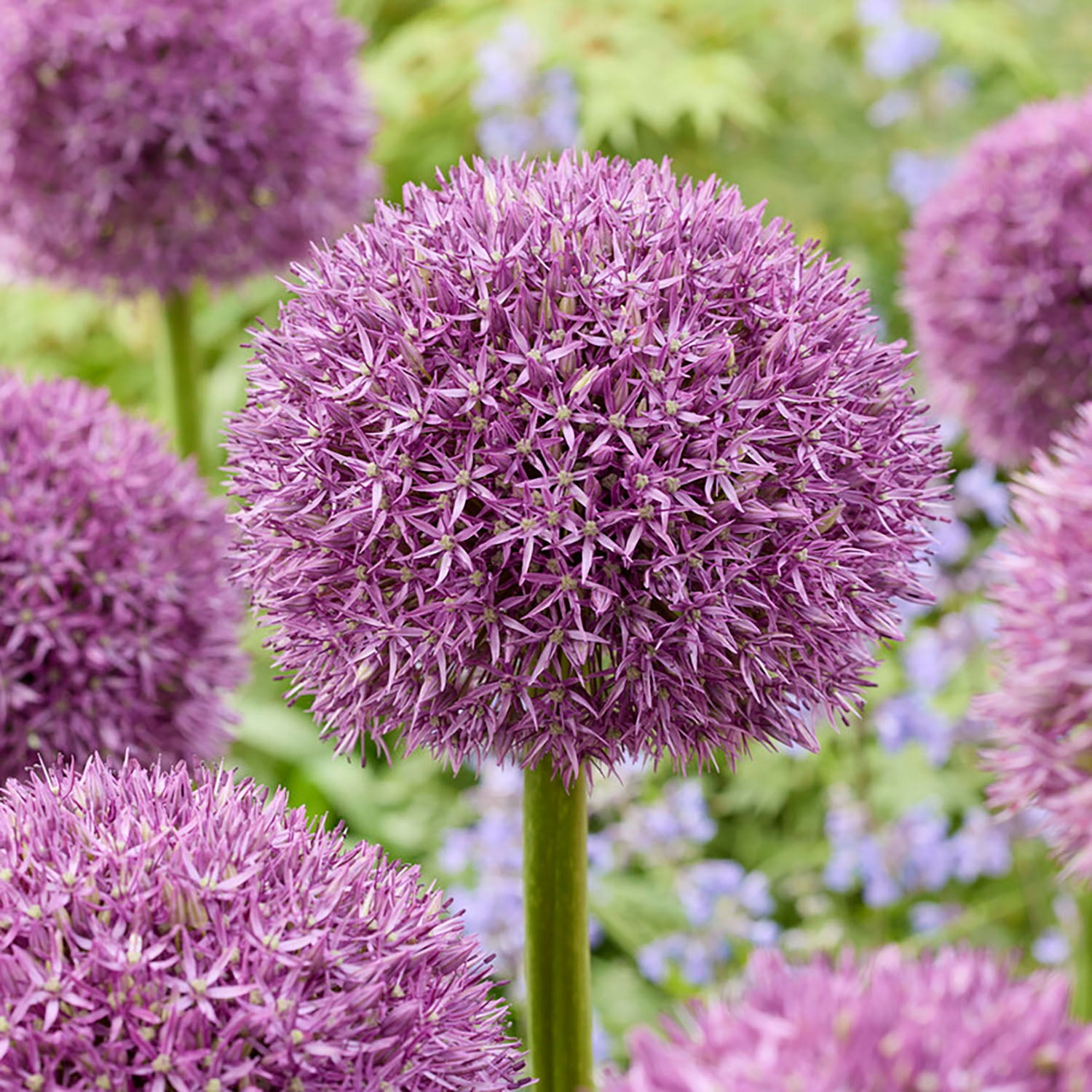 Garden State Bulb Globemaster Giant Allium Flower Bulbs, 20/22cm, Purple (Bag of 30)
