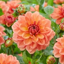 Garden State Bulb Go-Go Peach Dahlia Flower Bulbs, Bare Roots, Spring Planting (Bag of 4)
