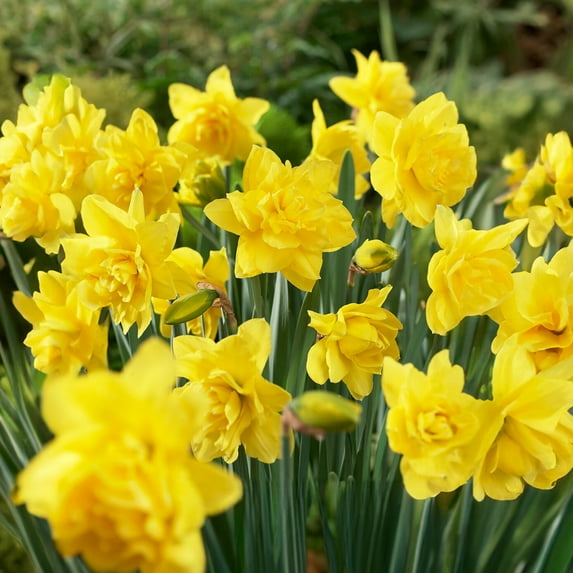 Garden State Bulb Golden Ducat Double Daffodil Flower Bulbs, 16/18cm (Bag of 25)