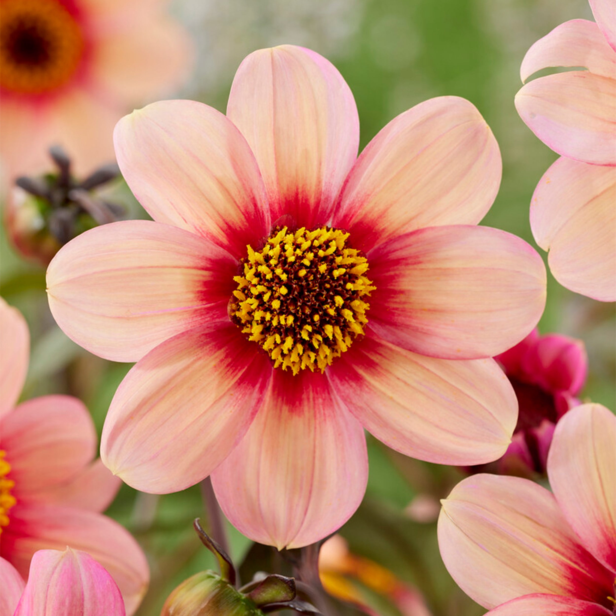 DAHLIAさん専用 Garden State Bulb HS Kiss Single Pink Dahlia Flower Bulbs