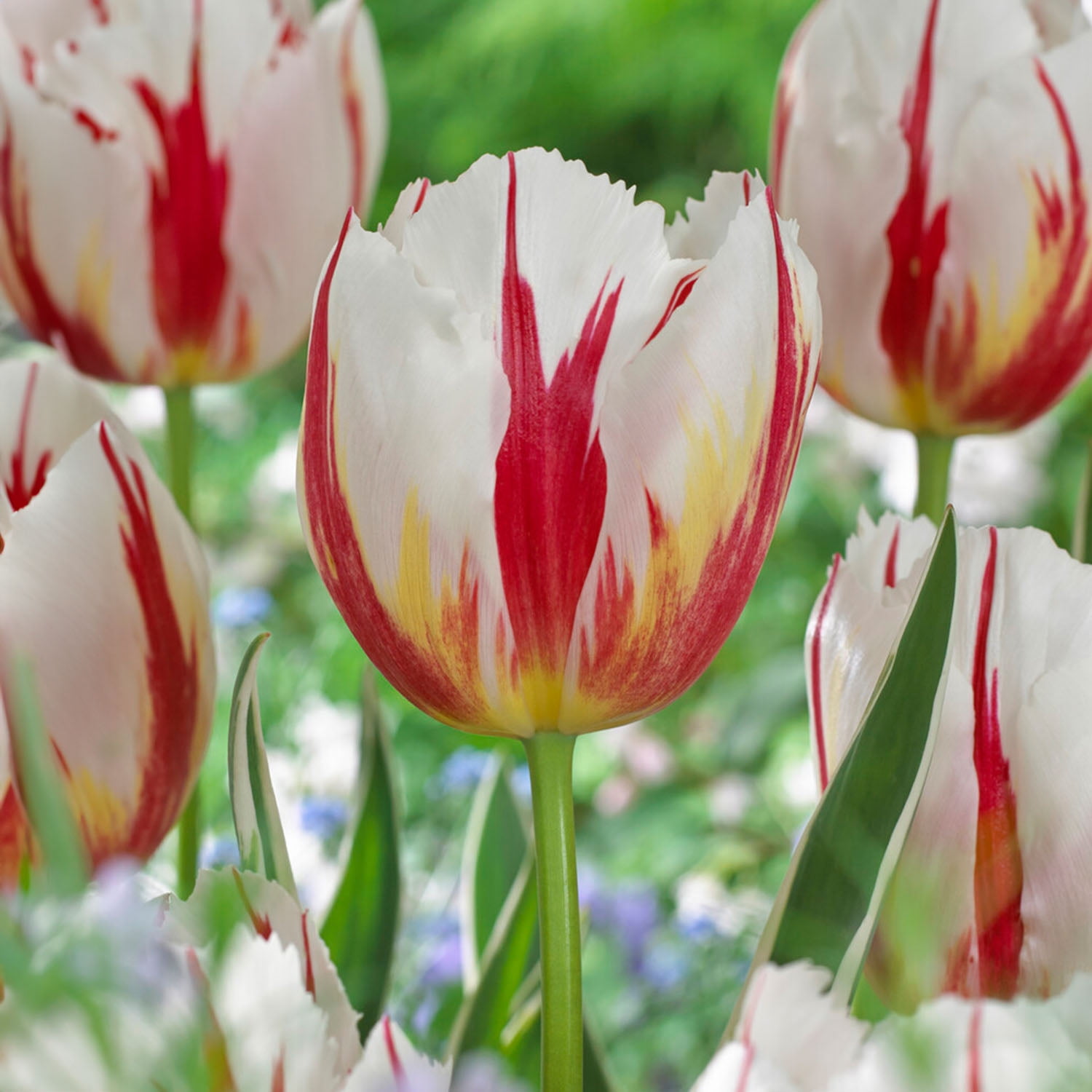 Garden State Bulb Happy Generation Triumph Tulip Flower Bulbs, 12/+ cm (Bag of 25)