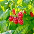 thumbnail image 1 of Garden State Bulb Heritage Raspberry Bare Root for Planting, Non-GMO (Bag of 1) Spring Planting, 1 of 9