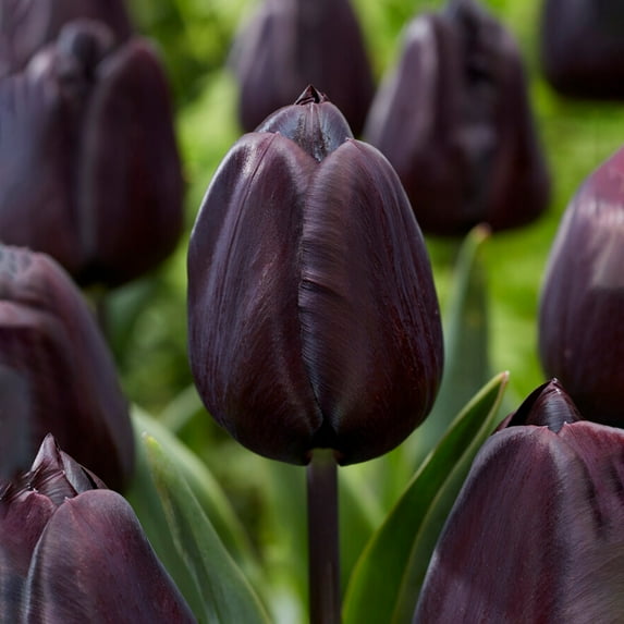 Garden State Bulb Hybrid Black Nightmare® Single Late Tulip Bulbs, 12/+ cm (Bag of 10)