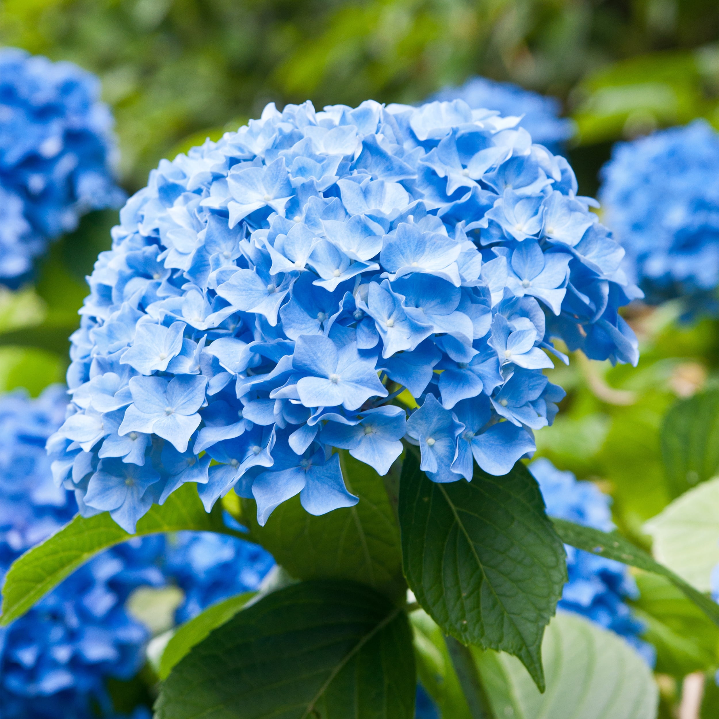 Garden State Bulb Hydrangea Nikko Blue Shrub, Live Bare Roots (Bag of 4)