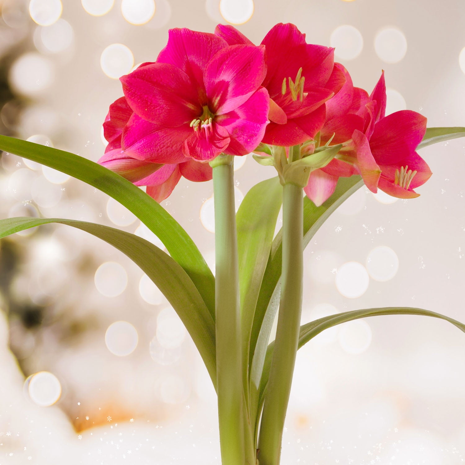 Garden State Bulb Ice Pink Amaryllis Flower Bulb, 26/28cm (Bag of 6)
