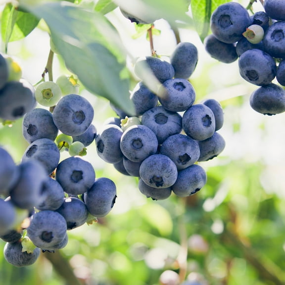 Garden State Bulb Jersey Blueberry Bare Roots for Planting, Non-GMO (Bag of 2)