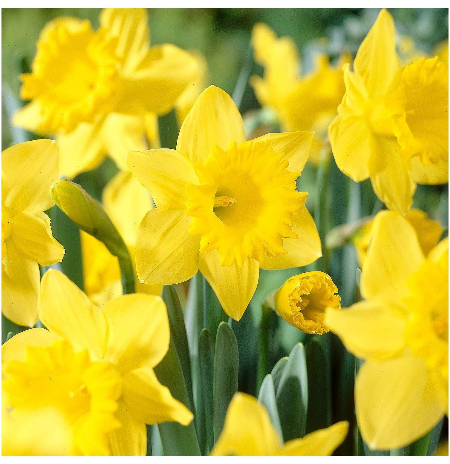 Garden State Bulb King Alfred Daffodil Flower Bulbs, 12/14cm, Fall