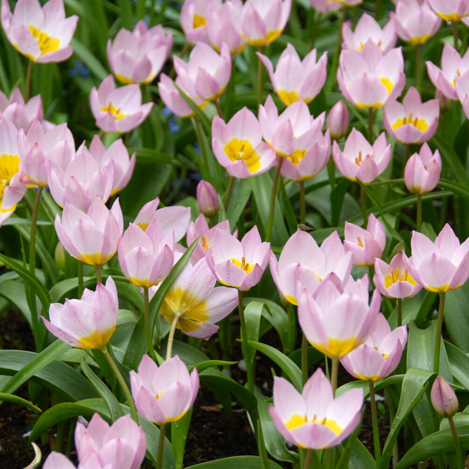 Garden State Bulb Lilac Wonder Bakeri Tulip Flower Bulbs, 6/+cm (Bag of 100)