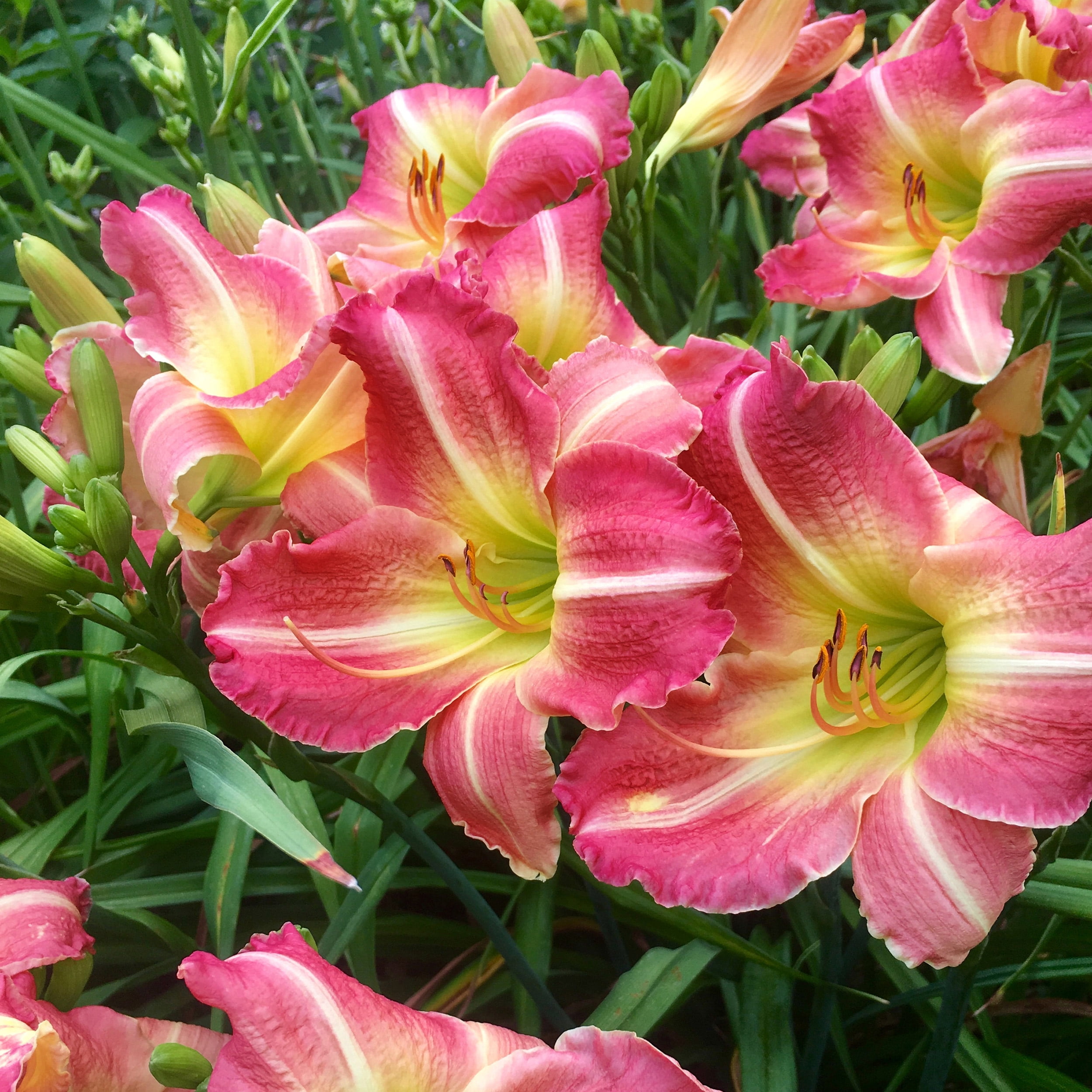 Garden State Bulb Pink and Yellow Matrousjka Daylily Flower