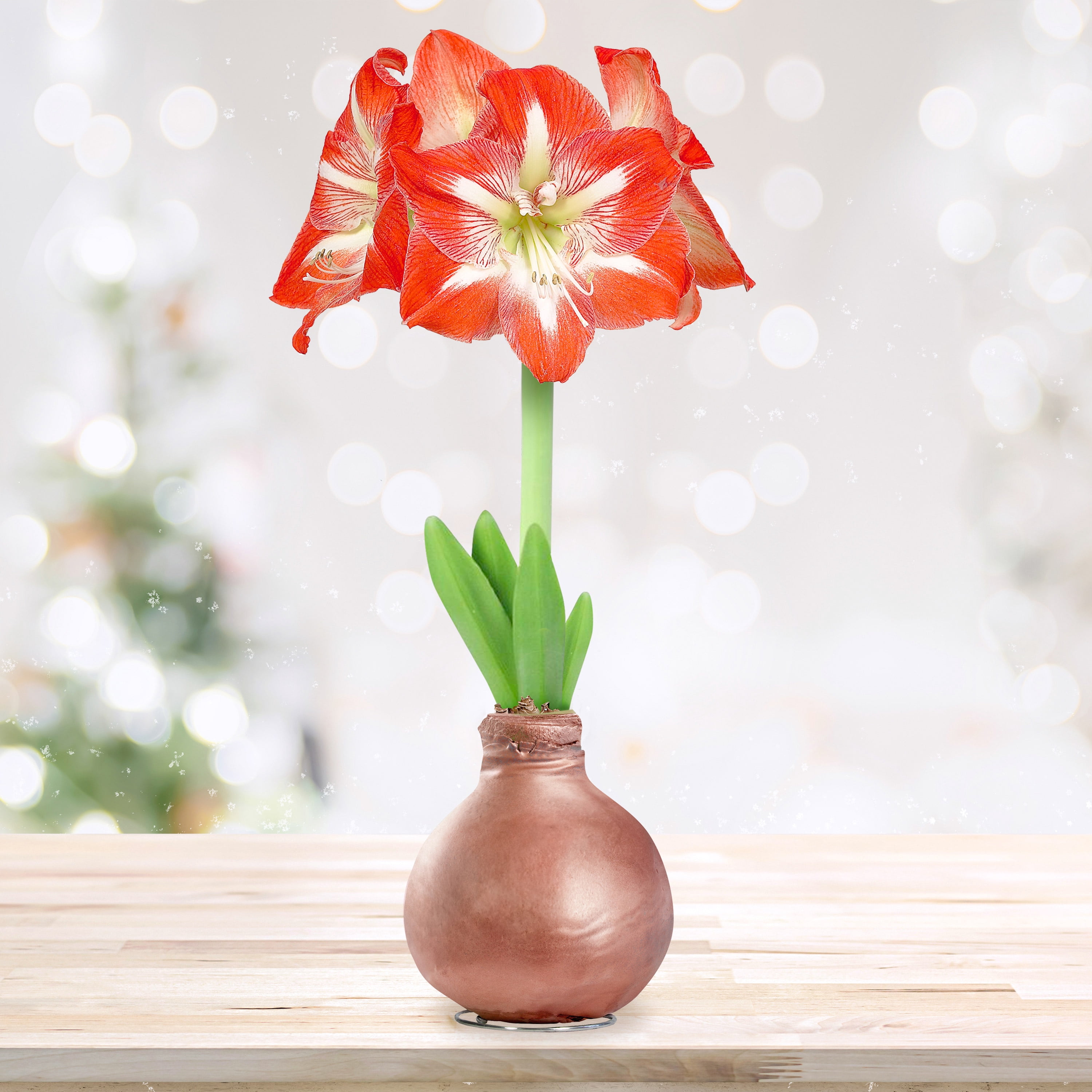 Garden State Bulb Minerva Waxed Amaryllis Flower Bulb, 30/32cm (Rose Gold Wax)