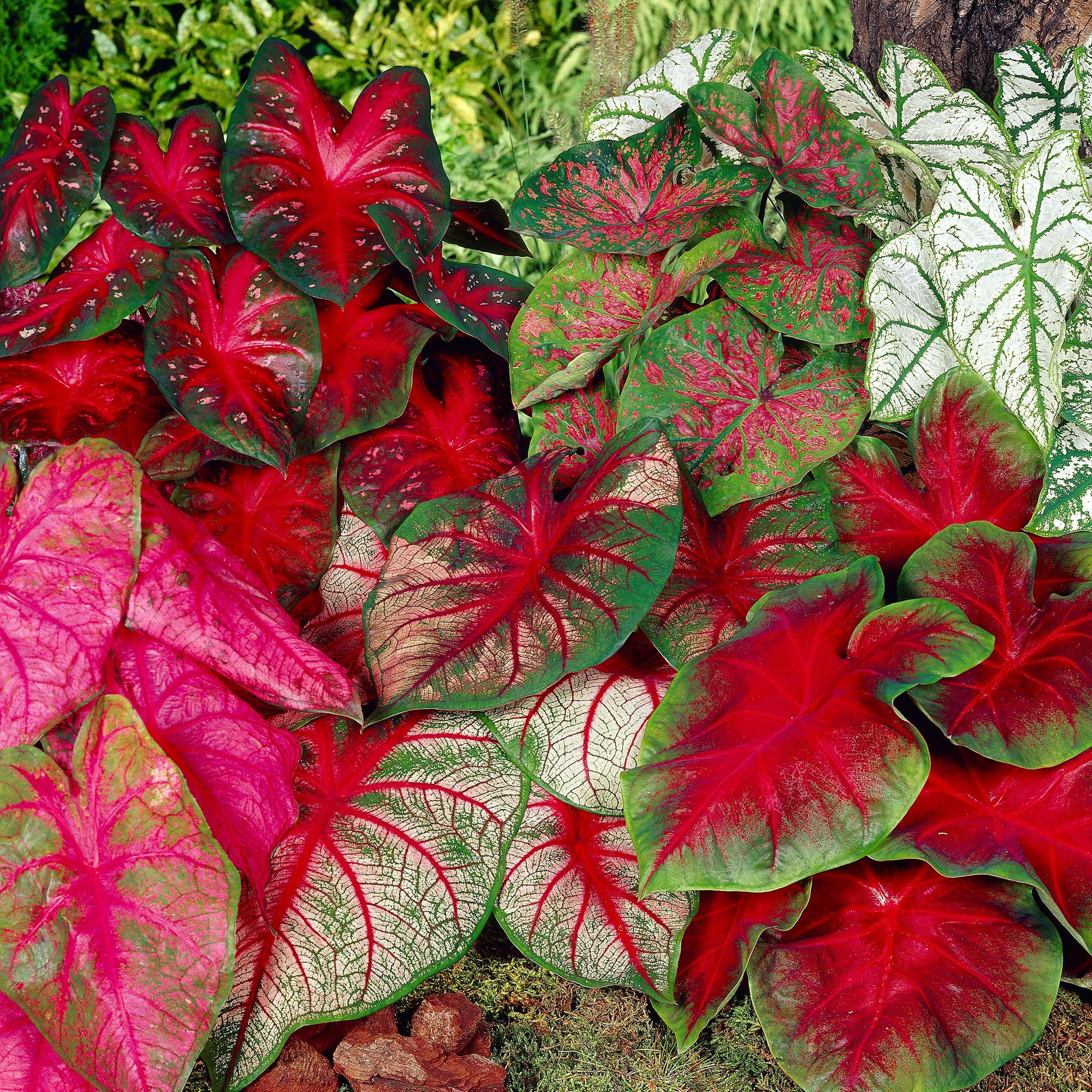 Mixed Caladium Bulbs with Vibrant Heart-Shaped Leaves, Pack of 10
