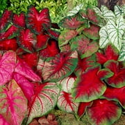 Garden State Bulb Mixed Caladium Bulbs, Bare Roots (Bag of 10)