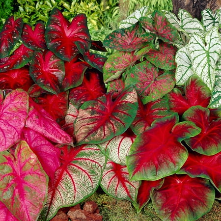 Garden State Bulb Mixed Caladium Bulbs, Bare Roots, Spring Planting (Bag of 10)