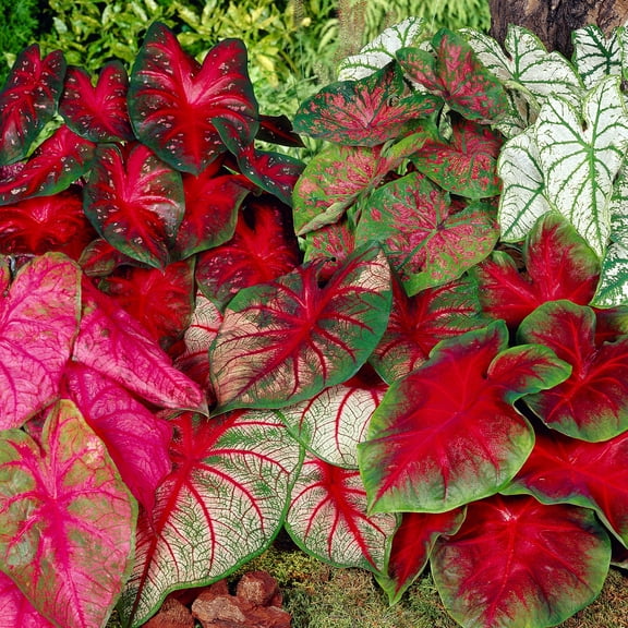 Garden State Bulb Mixed Caladium Bulbs, Bare Roots, Spring Planting (Bag of 10)
