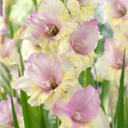 Garden State Bulb Mon Amour Gladiolus Flower Bulbs, 12/14cm (Bag of 30)