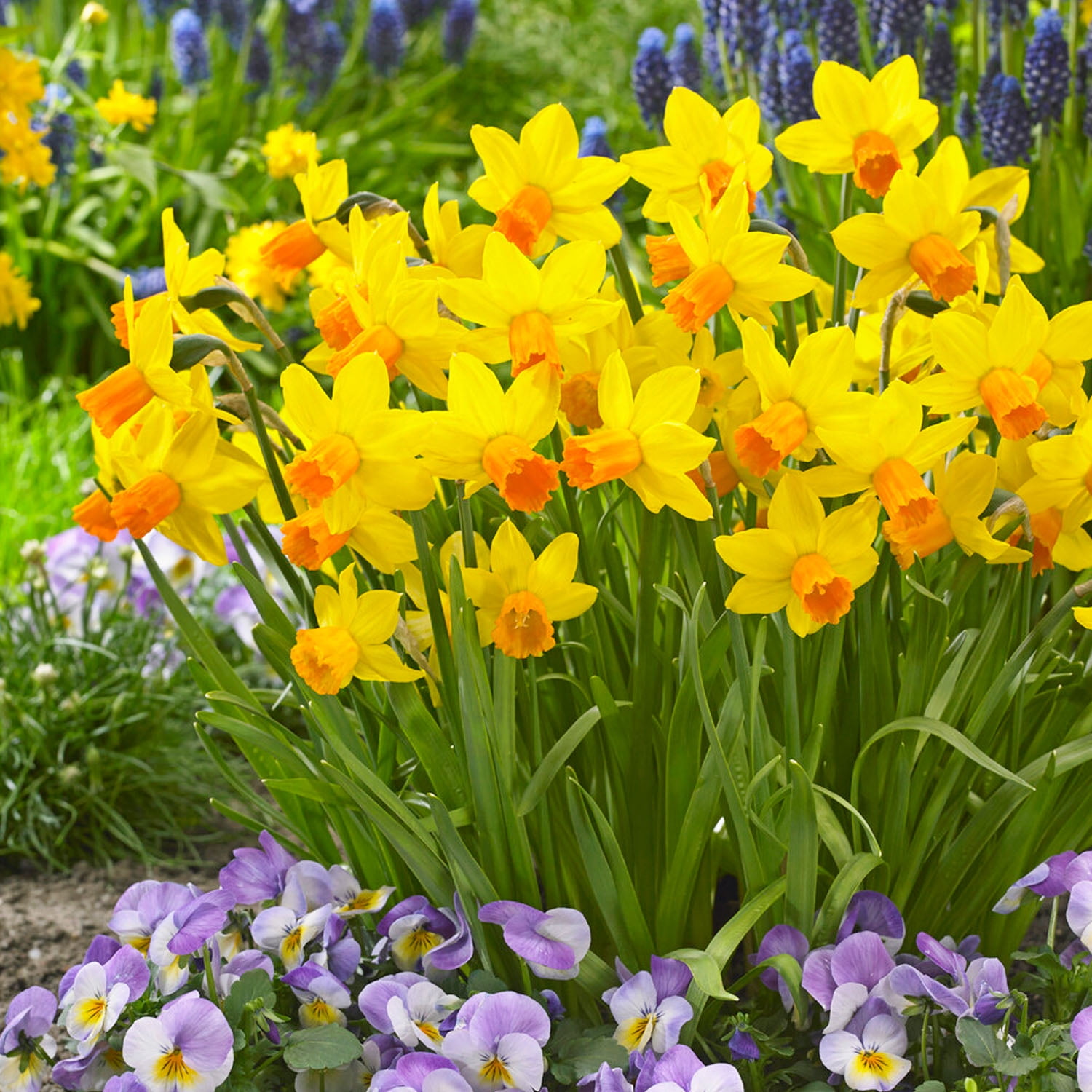 Garden State Bulb Narcissus Cyclamineus Jetfire Mix Daffodil Flower Bulbs, 12/14cm (Bag of 50)