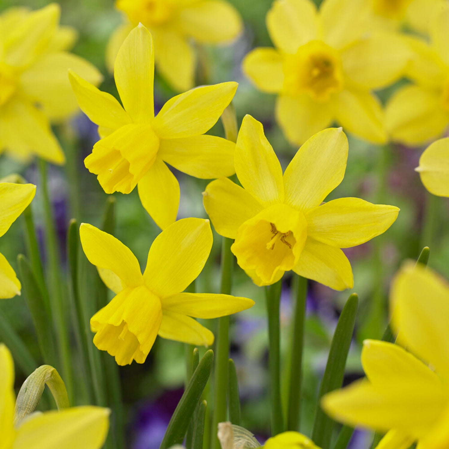 Garden State Bulb Narcissus Jonquil Yellow Sailboat Daffodil Flower