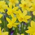 thumbnail image 1 of Garden State Bulb Narcissus Jonquil Yellow Sailboat Daffodil Flower Bulbs, 14/16cm (Bag of 25), 1 of 8