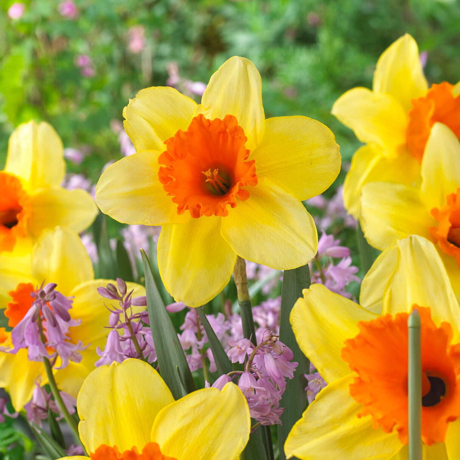 Garden State Bulb Narcissus Large Cupped Fortissimo Daffodil Flower Bulbs, 16/18cm (Bag of 25)