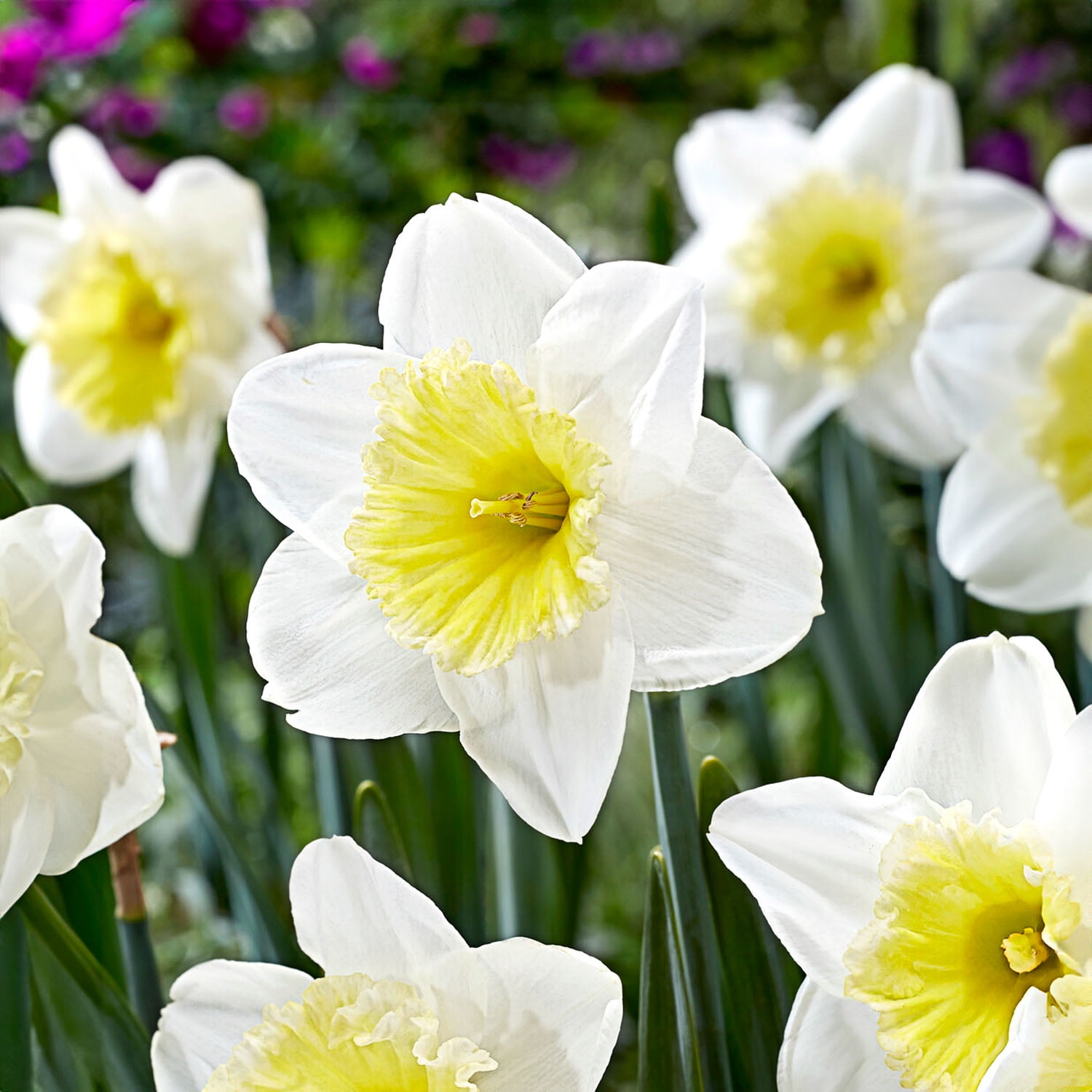 Garden State Bulb Narcissus Large Cupped Ice Follies Daffodil Flower Bulbs, 16/18cm (Bag of 50)