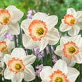 thumbnail image 1 of Garden State Bulb Narcissus Large Cupped Pink Charm Daffodil Flower Bulbs, 16/18cm (Bag of 50), 1 of 8