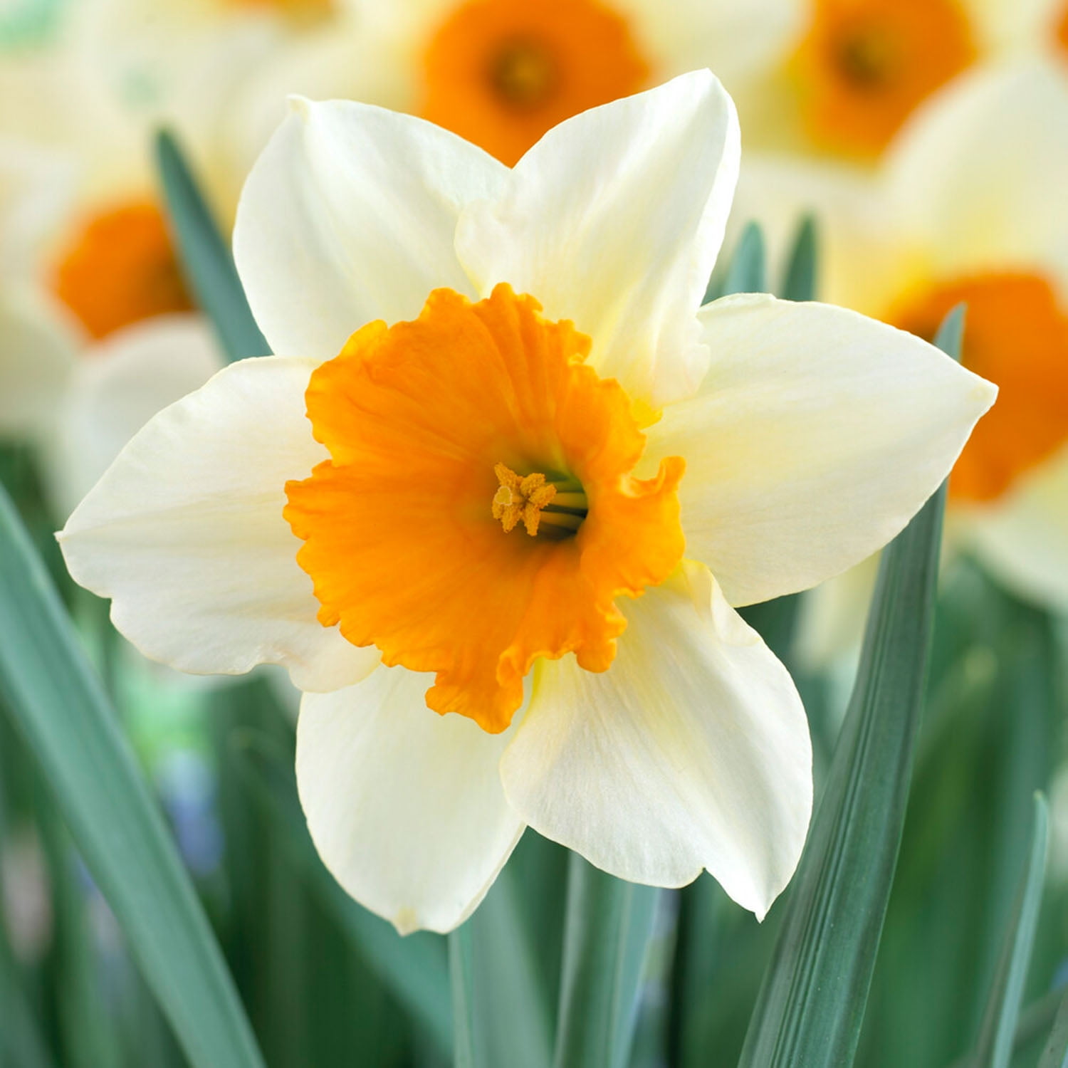 Garden State Bulb Narcissus Large Cupped Sempre Avanti Daffodil Flower Bulbs, 16/18cm (Bag of 100)