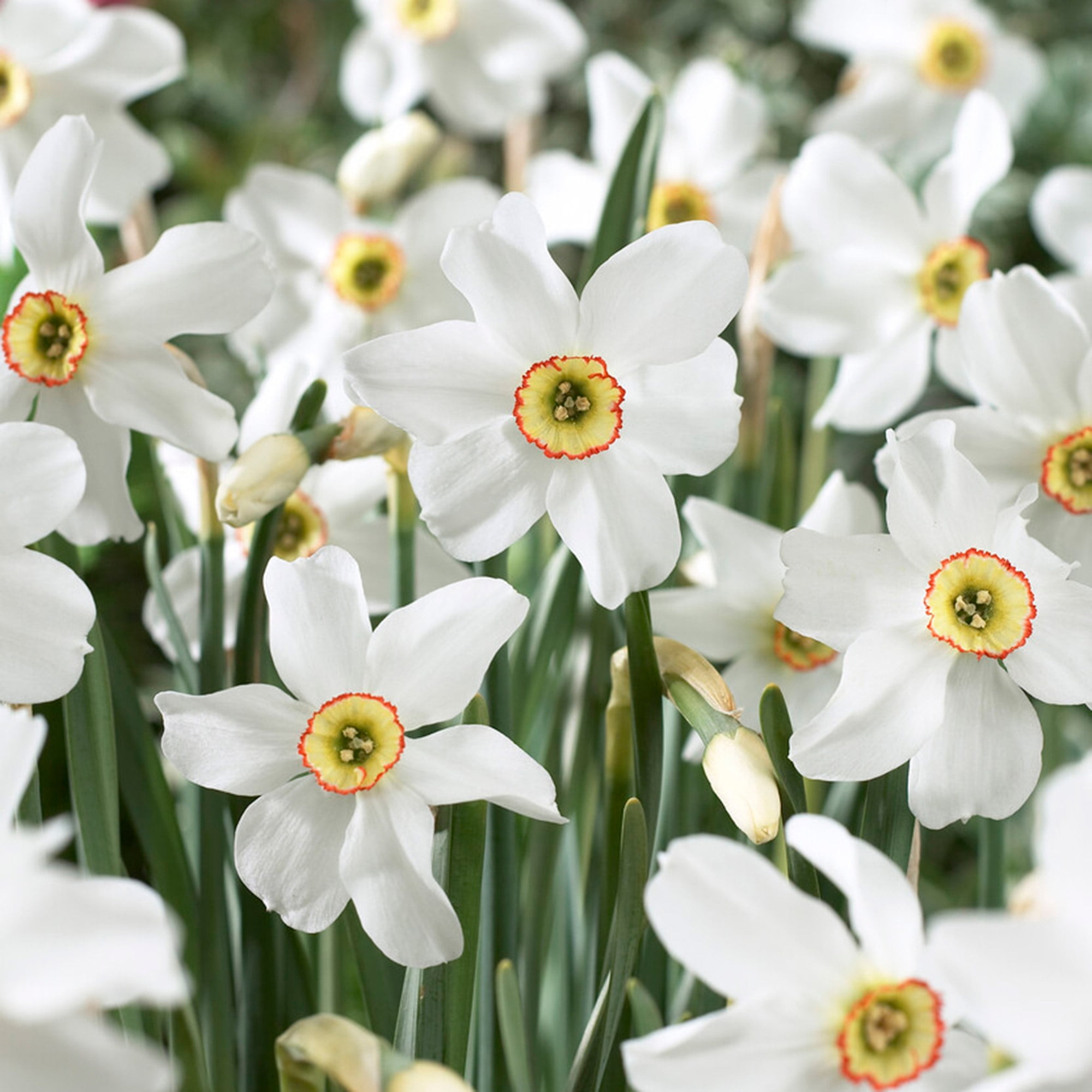 Garden State Bulb Narcissus Poeticus Pheasant's Eye Daffodil Flower Bulbs, 14/16cm (Bag of 50)