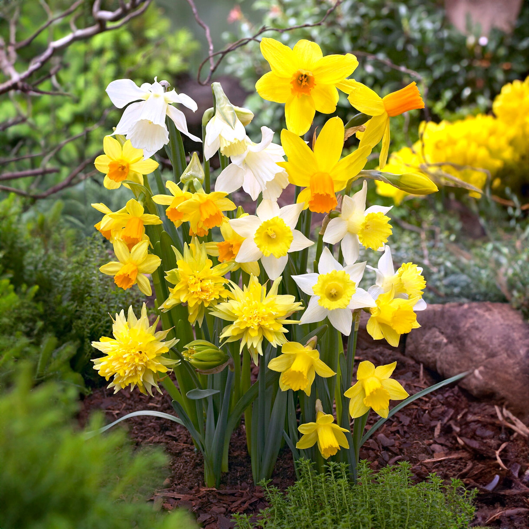 Garden State Bulb Narcissus Rock Garden Mix Daffodil Flower Bulbs, 12/14cm (Bag of 100)