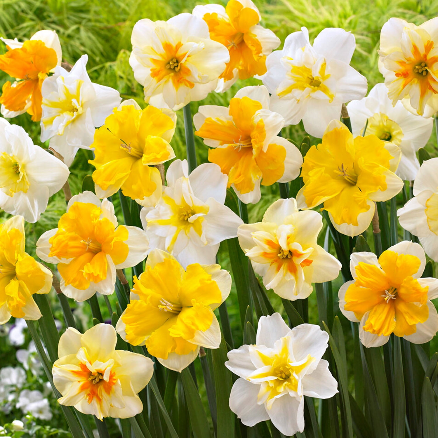 Garden State Bulb Narcissus Split Corona Butterfly Mix Daffodil Flower